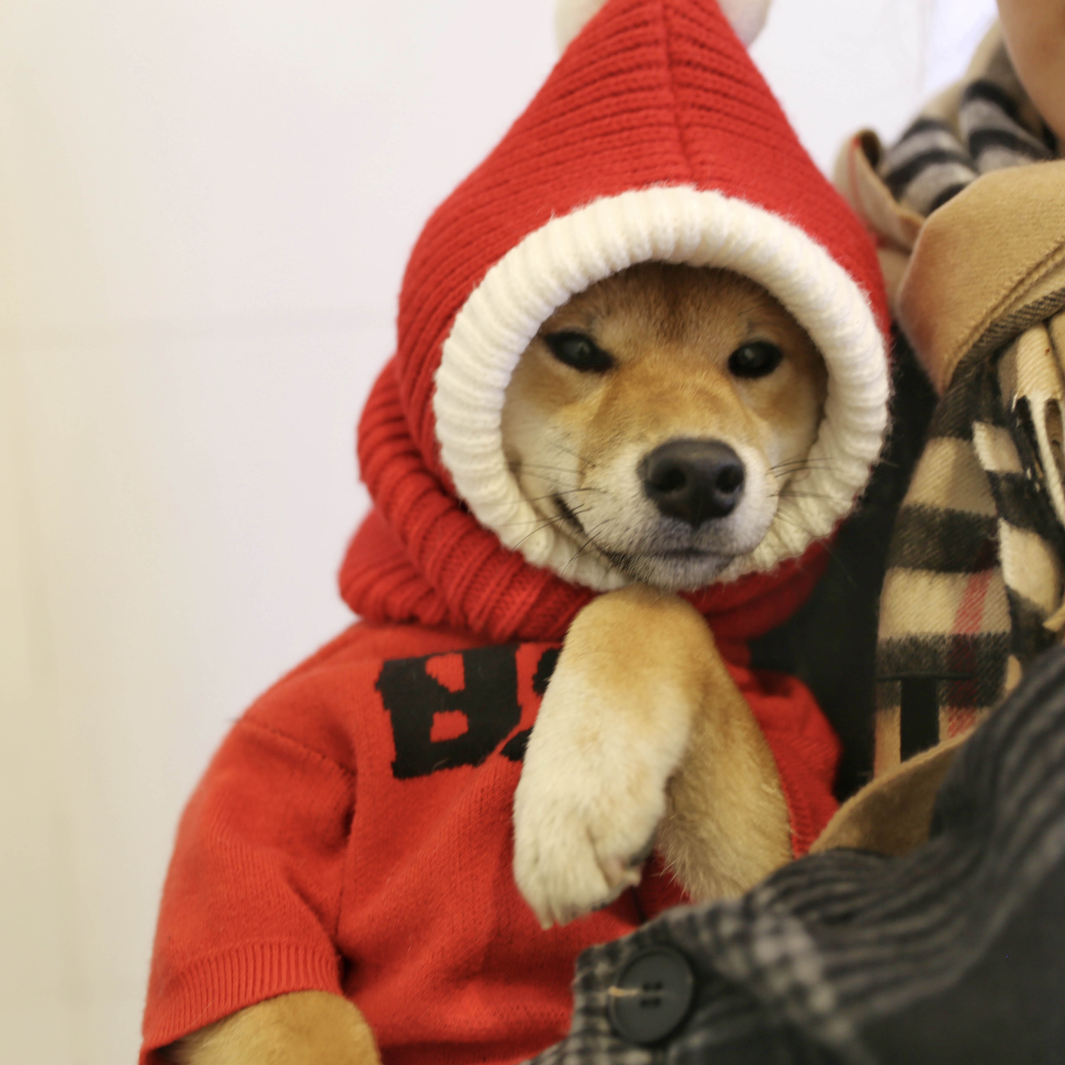 柴犬小红帽狗狗新年衣服喜庆拜年网红宠物柯基帽子