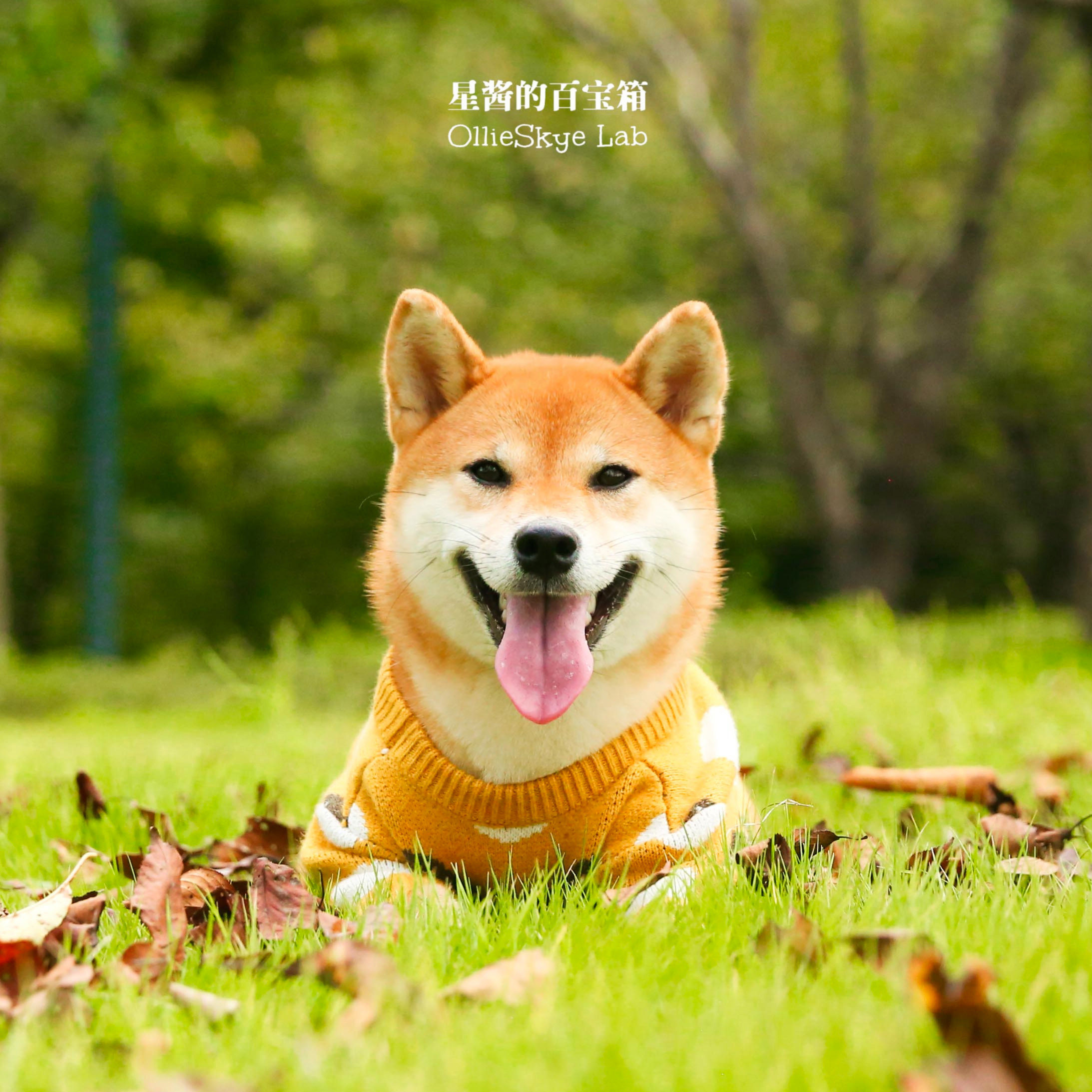 柴犬可爱秋冬毛衣网红狗狗衣服新年过节喜庆狗宠物服装