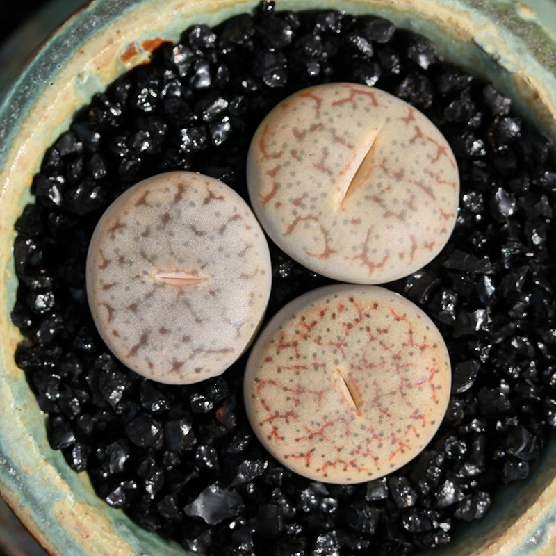 植物曲玉生石花多花卉盆栽绿植多肉石头屁股花盆多肉植物