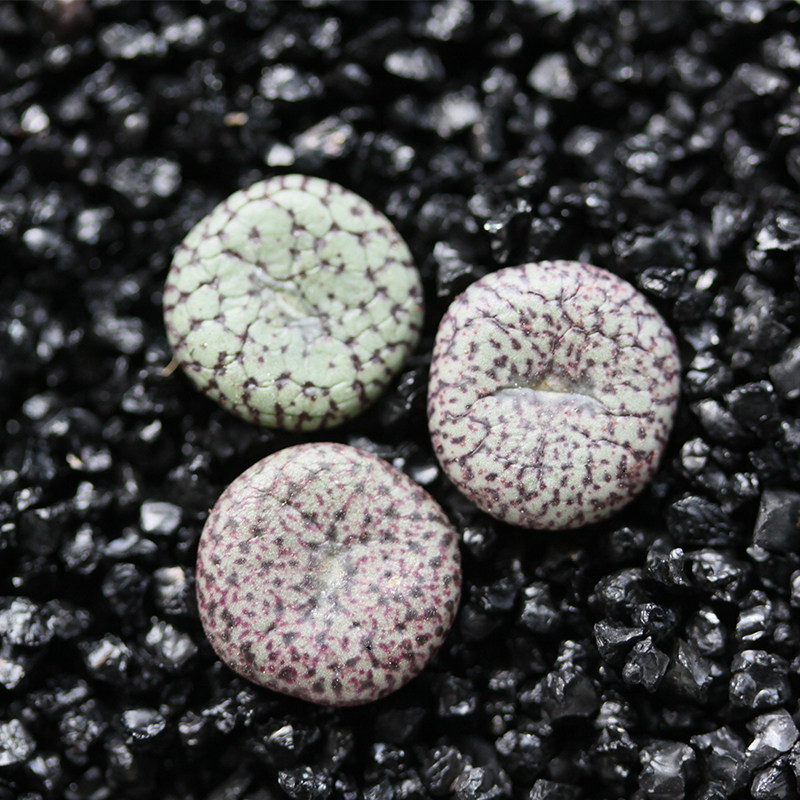 植物安贞多肉番杏科办公办公室室内肉锥生石花屁屁花多肉植物