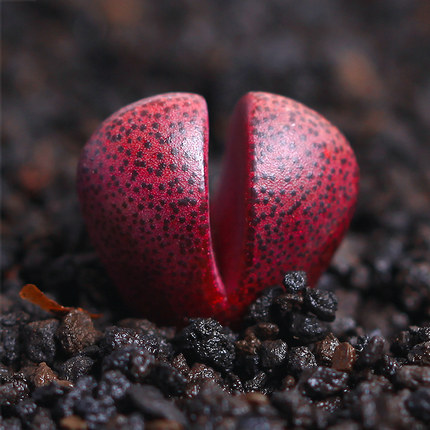 红帝玉紫帝玉多肉植物生石花绿植