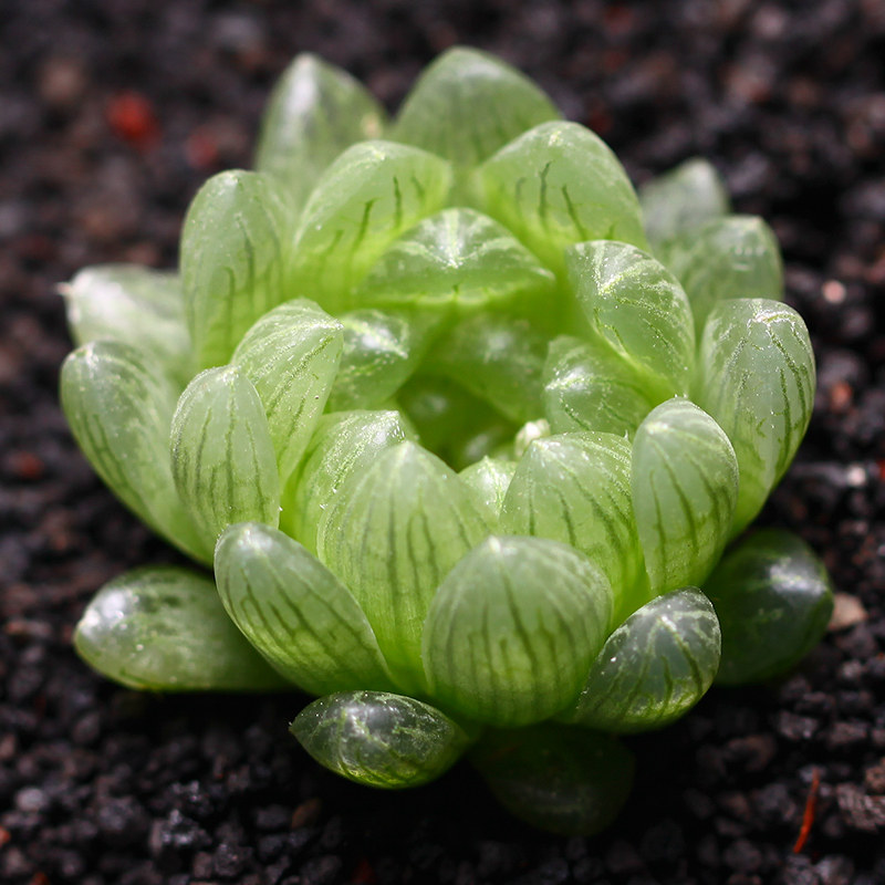 蝉翼玉露玉露多肉多肉植物雨露办公室植物绿植