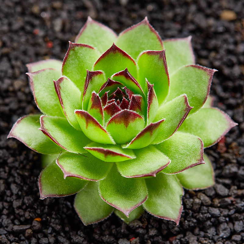 观音莲 多肉植物 多肉 景天科 春秋型夏休眠植物绿植创意花卉盆栽