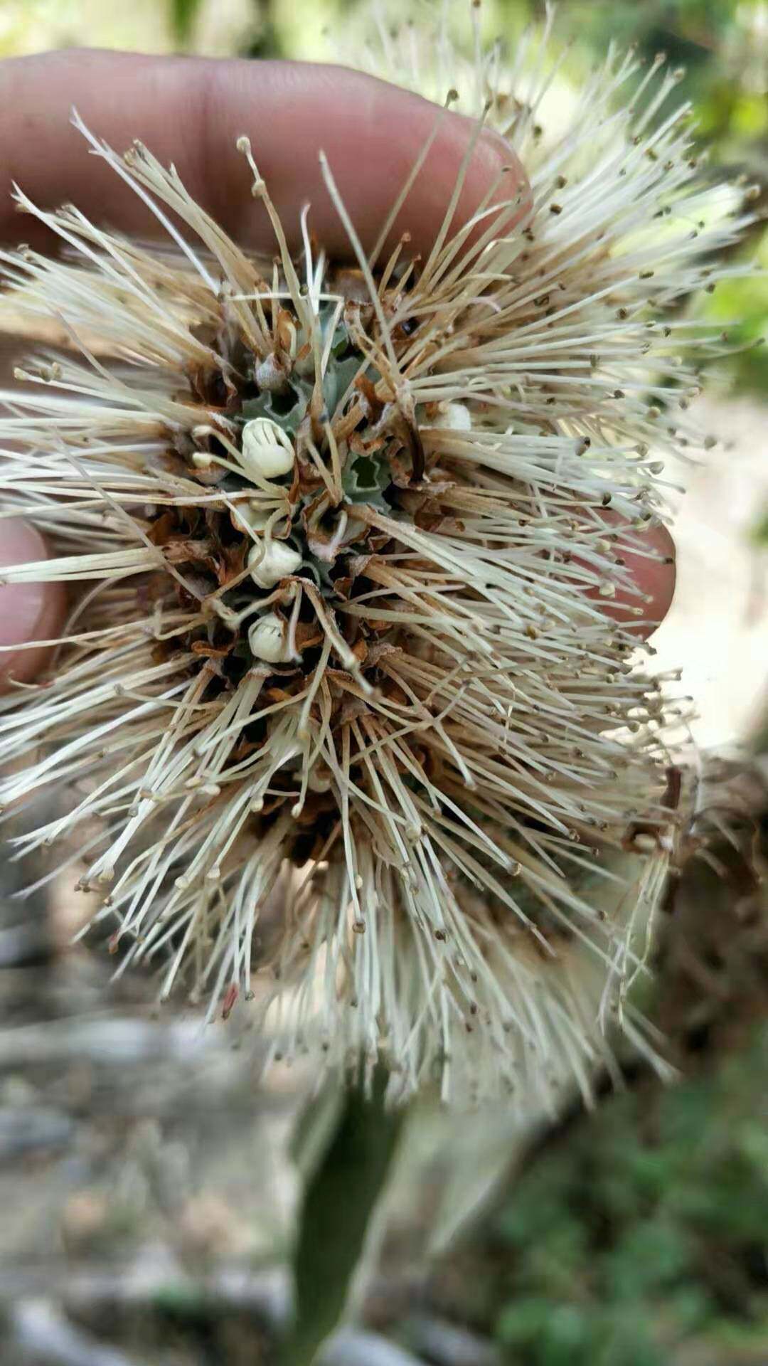 云南野生高山500g米团花蜜原始森林稀有蜂蜜药蜜蜂蜜