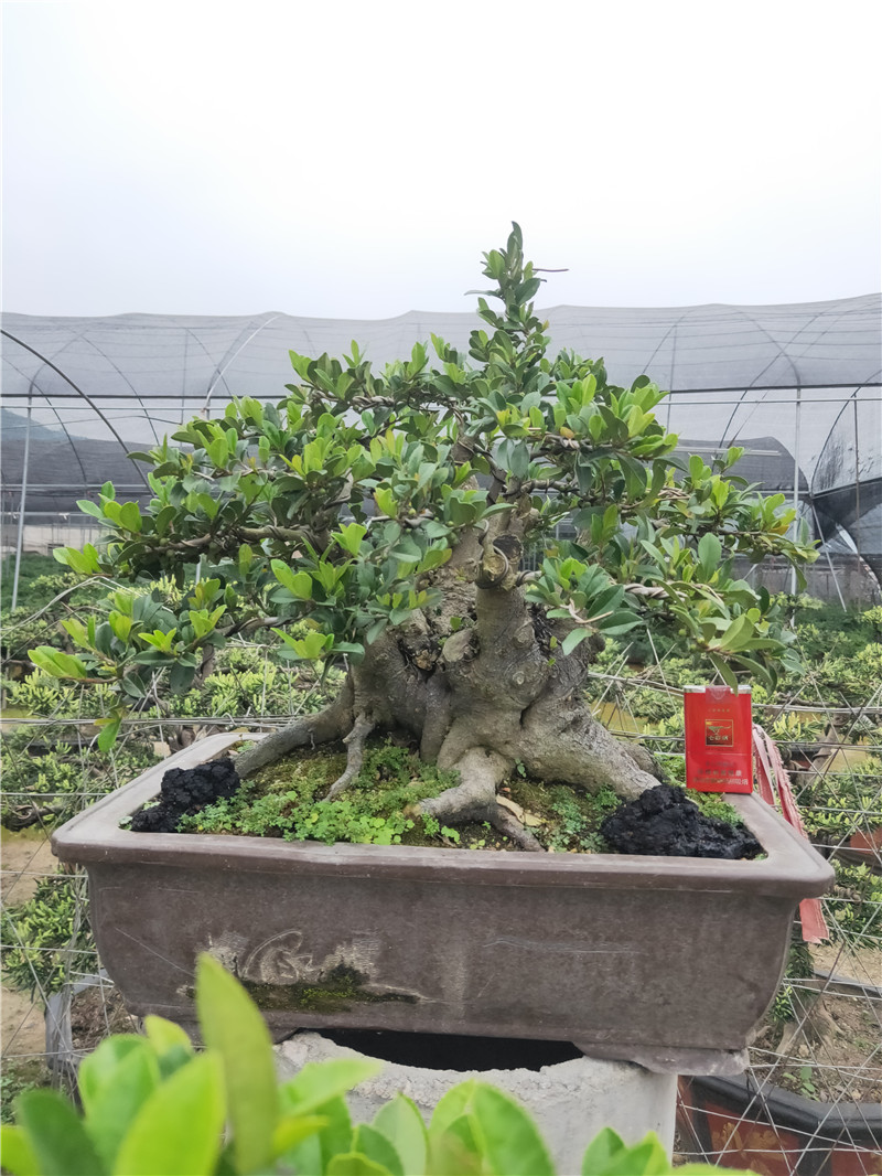 盆景台湾蓝宝石翠米叶下珠大型老桩古桩庭院绿植大型绿植