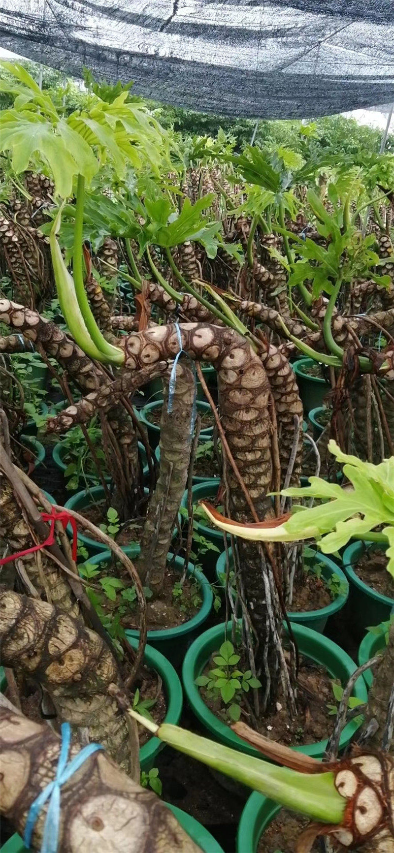 大盆龙鳞盆景盆栽绿植叶绿植室内观小天使蔓绿春雨大型绿植