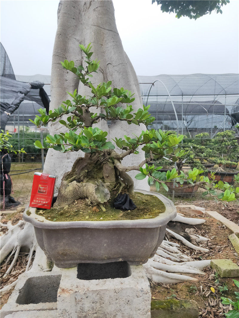 盆景台湾蓝宝石翠米叶下珠大型老桩古桩庭院绿植大型绿植