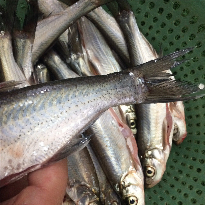 丹江口淡水鱼 新鲜活鱼野生翘嘴鲌 翘嘴白白鱼翘嘴巴刁子鱼包邮