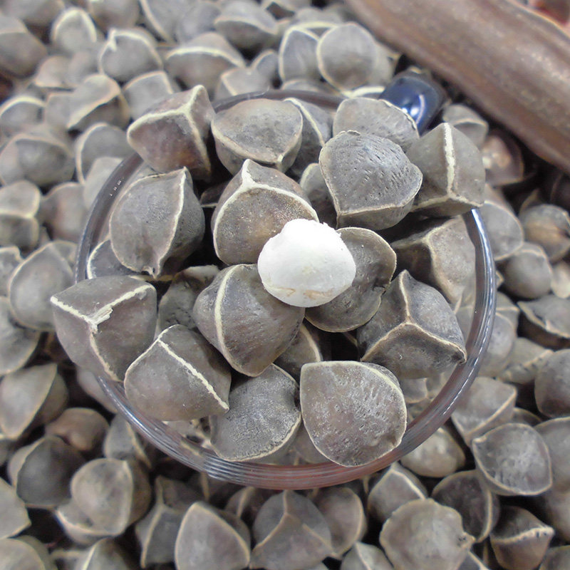 500g印度非印功效用的籽食辣木药材木子中草辣木籽