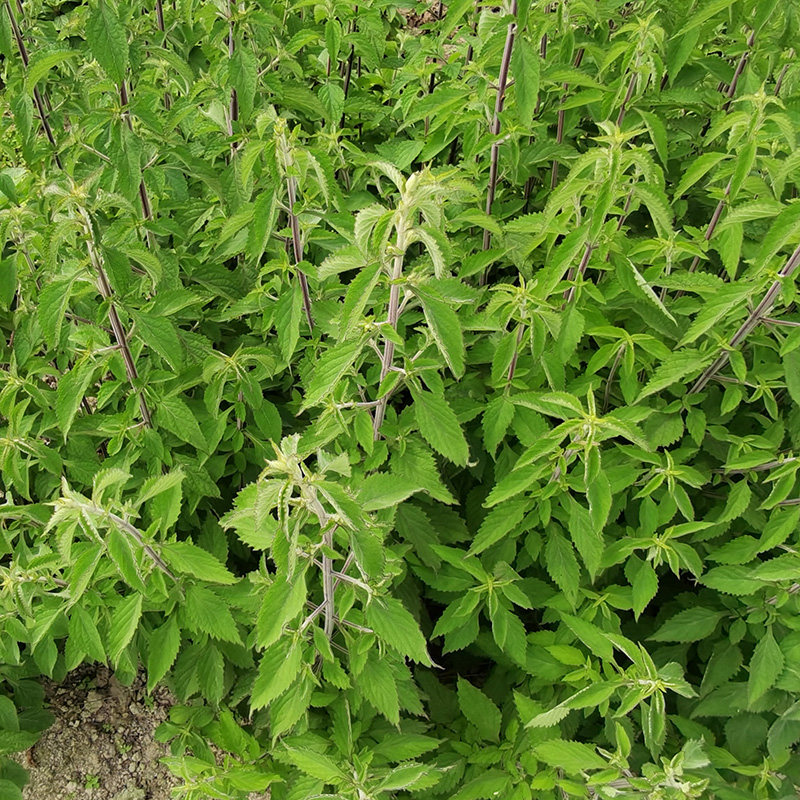 新鲜深山苦溪黄草益肝茶祛湿茶包药材无硫溪黄其他药食同源食品