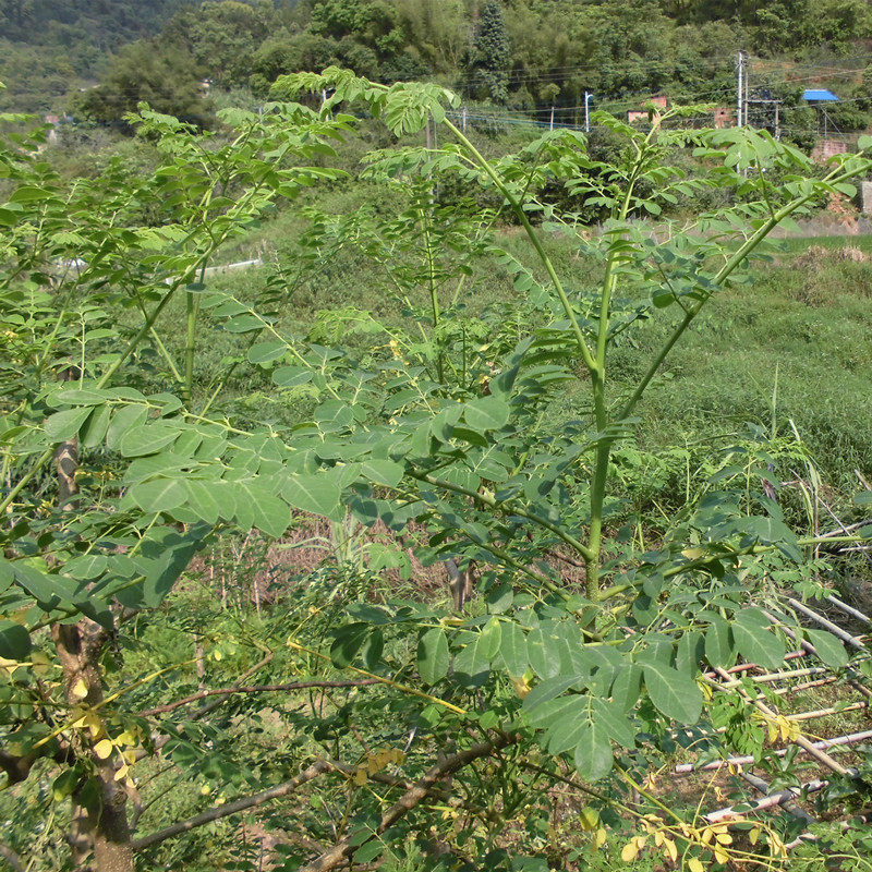 木叶新鲜500克青草草药现采木子叶片深山辣木其他药食同源食品