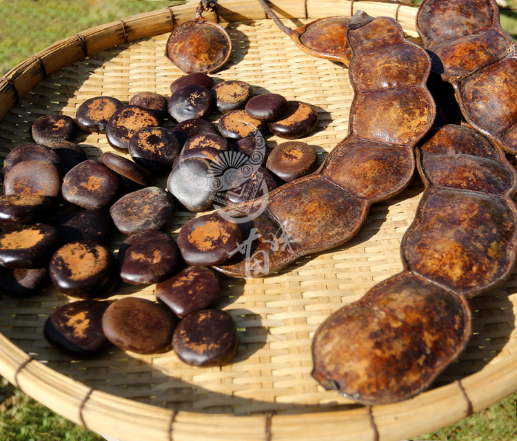 野生新款木腰子阴阳子过江龙果实泡酒中草药材100g海南苗妹苗方