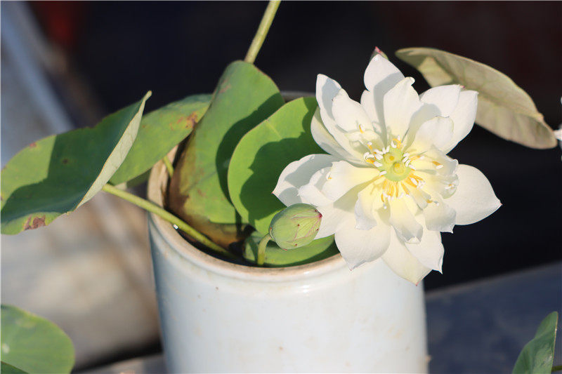 常德爱莲苑碗莲盆栽荷花白玉微小小型碗莲种2022年时令草本花卉