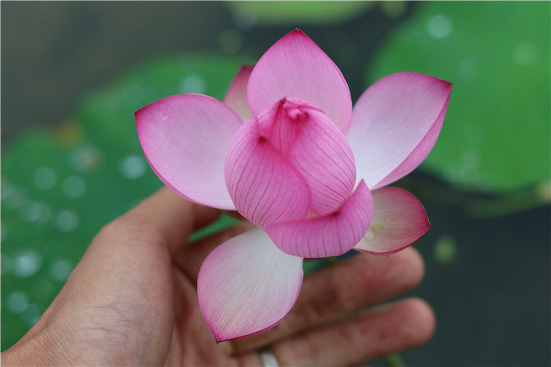 常德爱莲苑碗莲盆栽荷花小鸟依人小型碗莲种2022年预售时令草本花卉