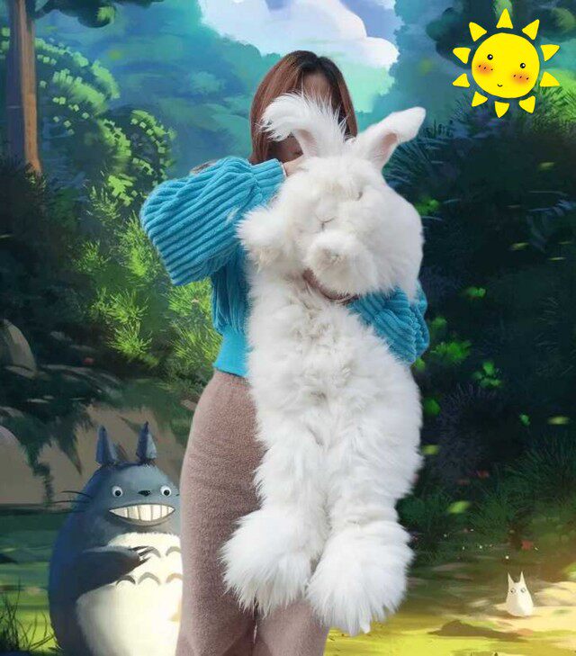 网红安哥拉巨兔活体宠物彩色长毛兔猫猫垂耳兔星黛兔