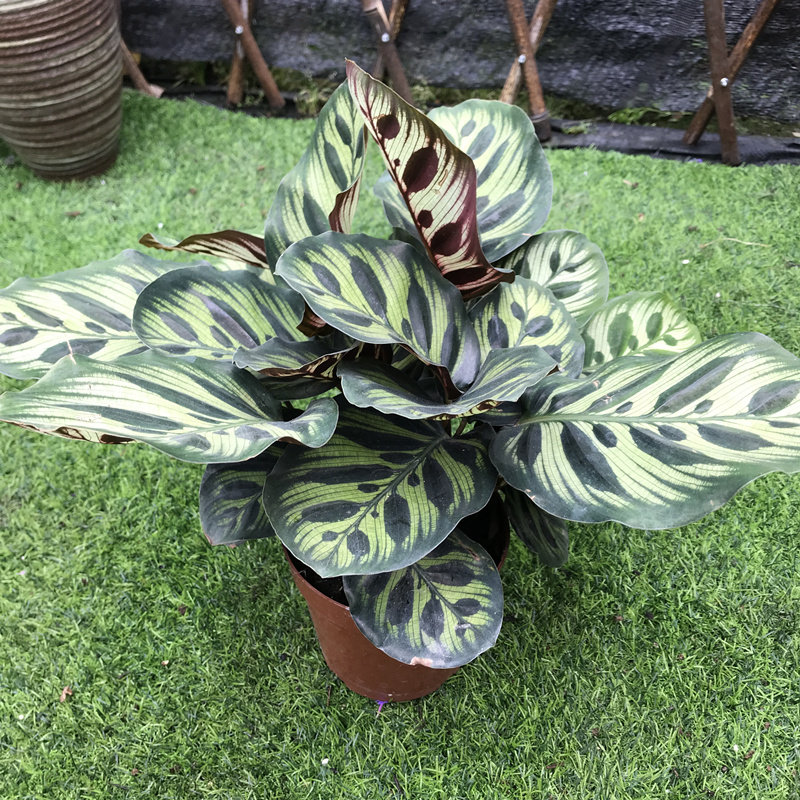 孔雀叶子2盆热好耐热净化空气很美盆栽竹芋绿植绿植