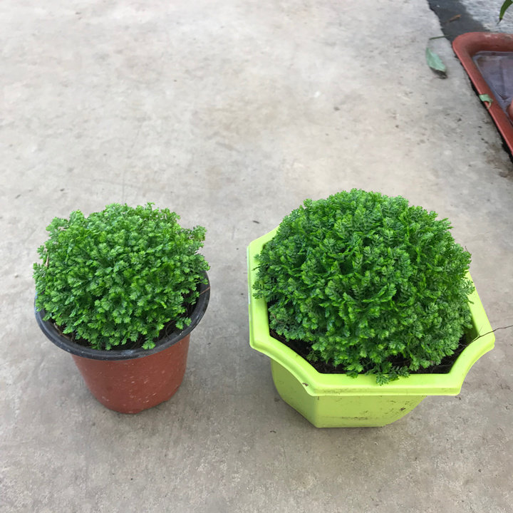桌面防辐射绿地球盆栽 青龙草四季常绿蕨类植物净化空气2盆包邮