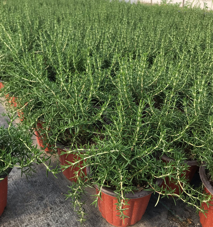 匍匐迷迭香盆栽大苗食用香草草苗四季阳台垂吊绿植