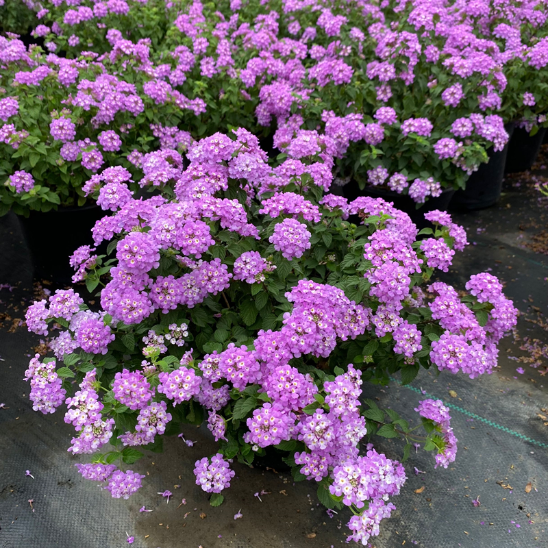 蔓马樱丹花苗 包邮 紫花五色梅庭院阳台四季 垂吊花卉耐热花期长2盆