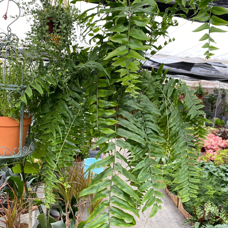 进口霸王盆栽长叶肾蕨大苗室内外大型蕨类造景绿植