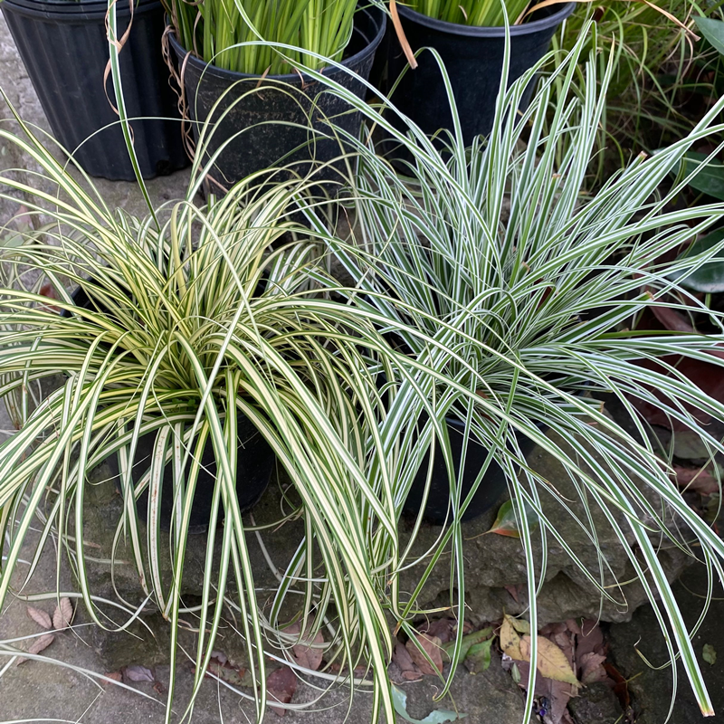 苔草金叶棕红埃弗里斯特庭院花镜种植多年生观叶植物绿植