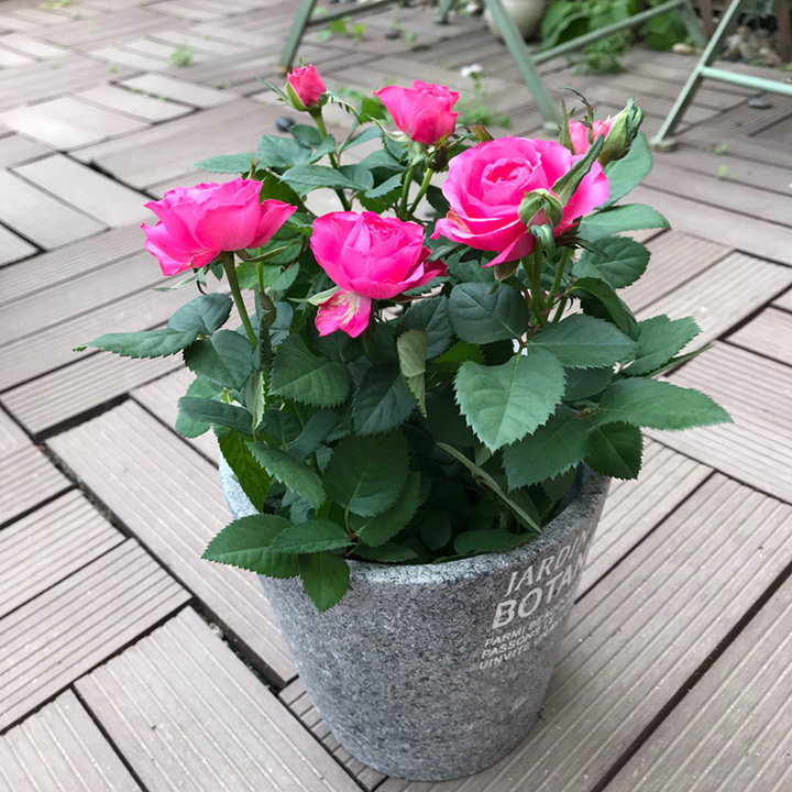 欧洲月季盆栽王妃微月阳台庭院微型玫瑰冬季时令草本花卉