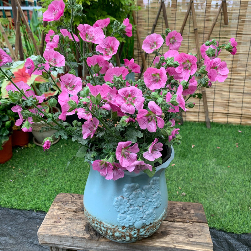 优雅女士小木槿盆栽庭院阳台多年生花卉花期久花花卉