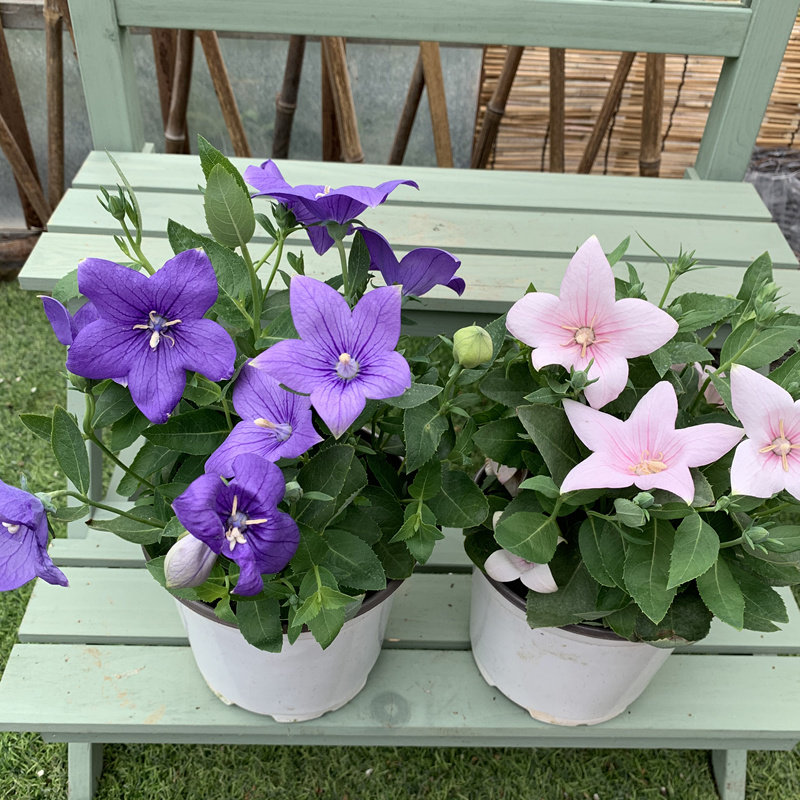 中华桔梗盆栽带花洋玫瑰庭院阳台花卉铃铛多年生时令草本花卉