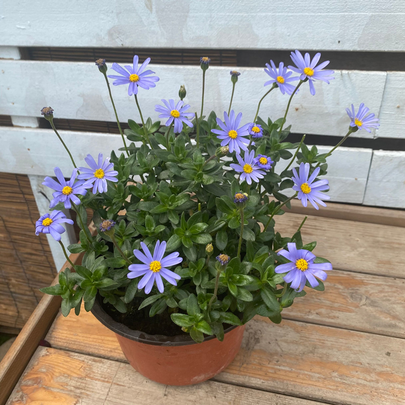 蓝玛盆栽费利蓝色玛格丽特室外阳台垂吊花卉花开时令草本花卉