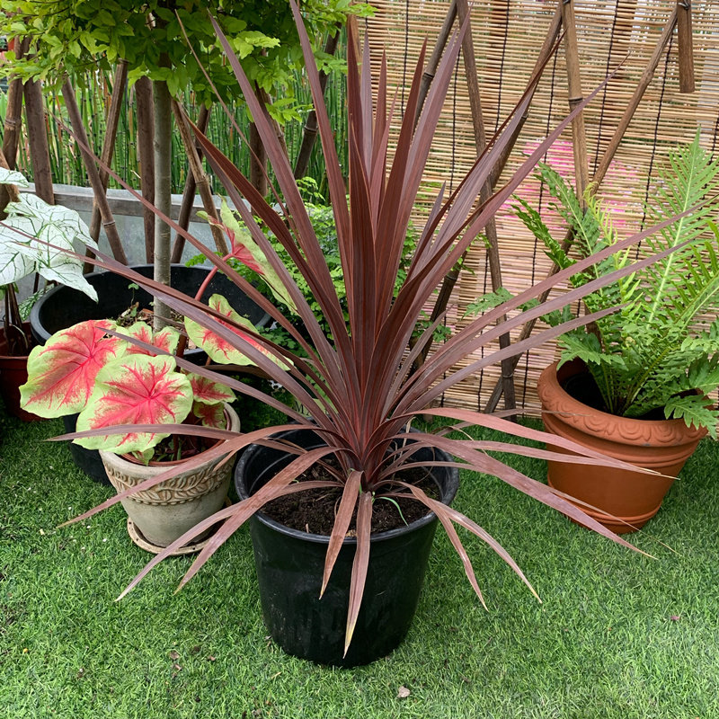 进口澳洲朱蕉盆栽红巨人大室内观赏庭院造景绿植