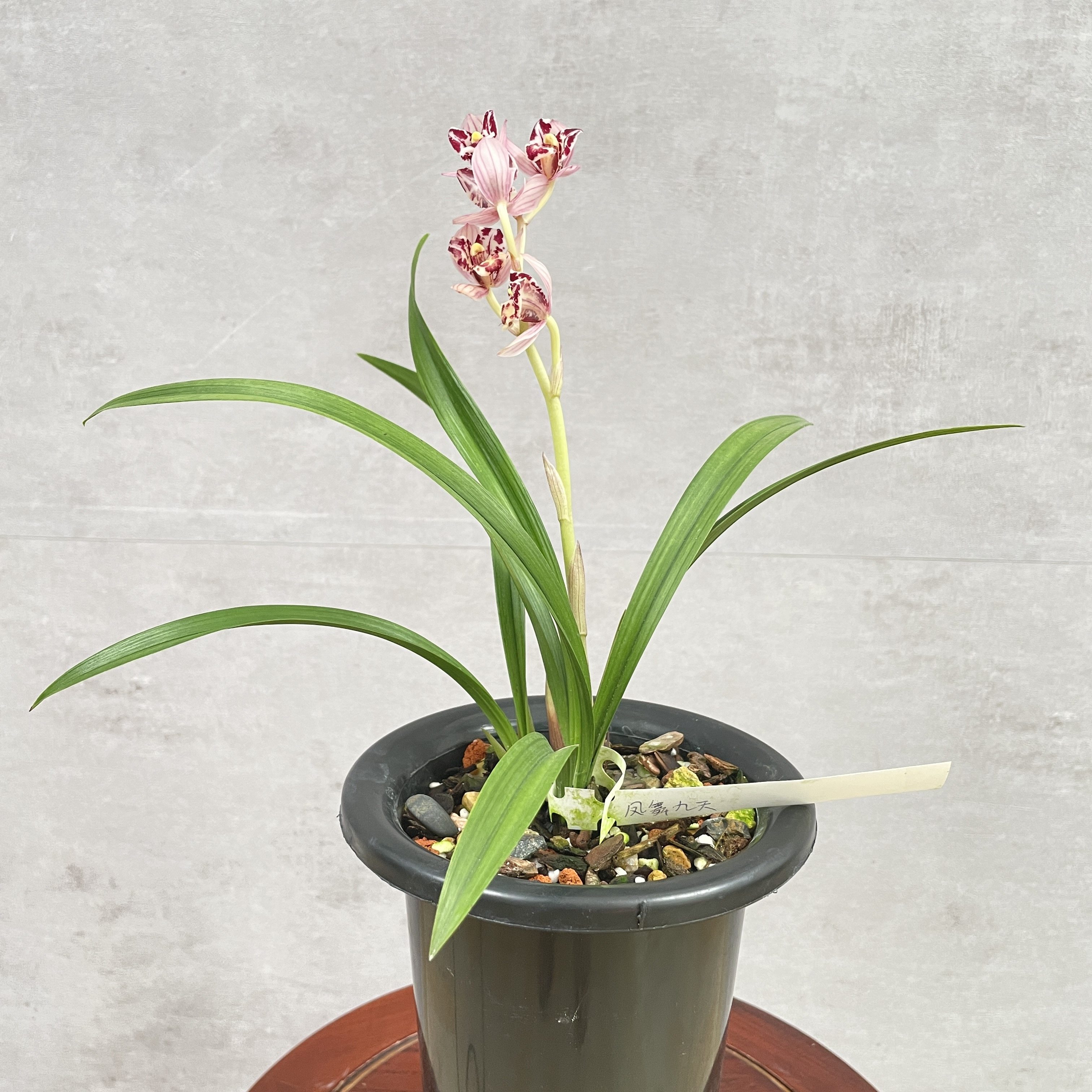 建兰凤舞九天红玉三星红花荷瓣奇花铭品浓香花卉