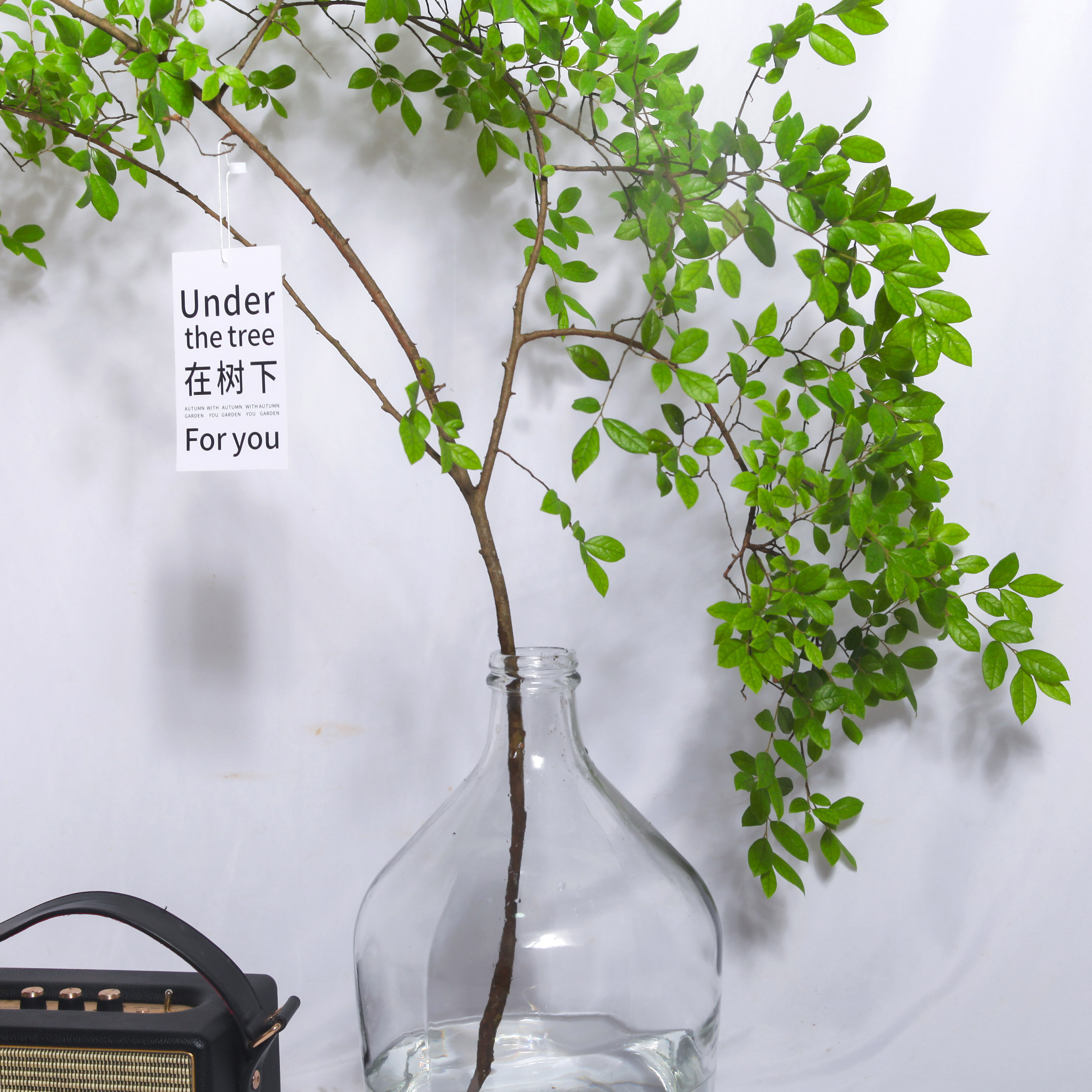 art檵木枝鲜切绿植水养水培植物超长周期日本绿植