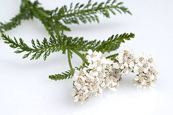 保加利亚有机西洋蓍草纯露控油闭口粉刺黑头舒缓纯露