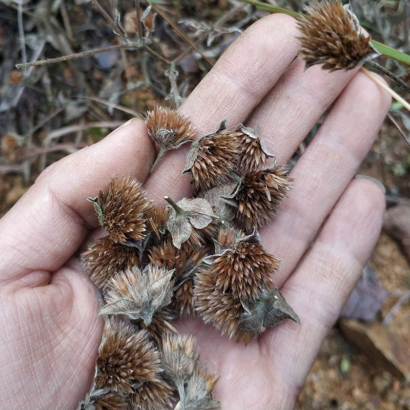 种子野生地胆头苗地胆草中草药材多年生天芥菜鸡疴绿植