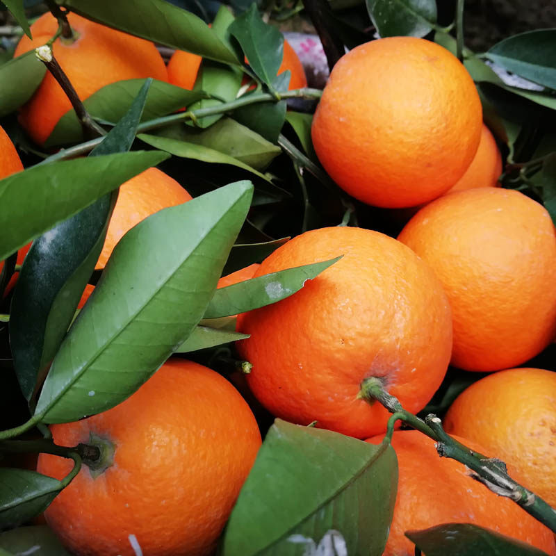 奉节脐橙纽荷尔福本圆红重庆20斤现摘带叶新鲜橙子赣州秭归伦晚