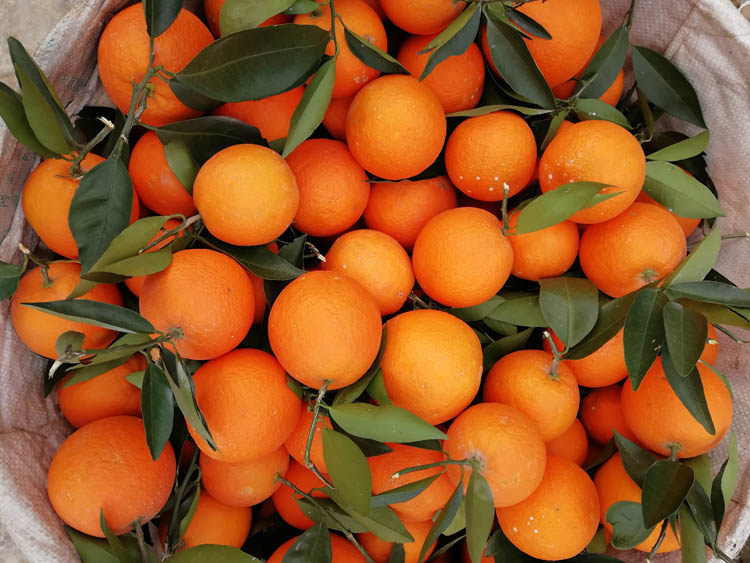 奉节脐橙纽荷尔福本圆红重庆20斤现摘带叶新鲜橙子赣州秭归伦晚