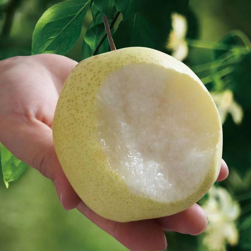 正宗宗山西贡梨脆多汁无渣山西特产应季新鲜梨