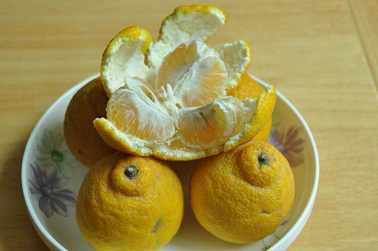 湖南农家野生臭皮狗屎新鲜当季酸橙孕妇水果桔子