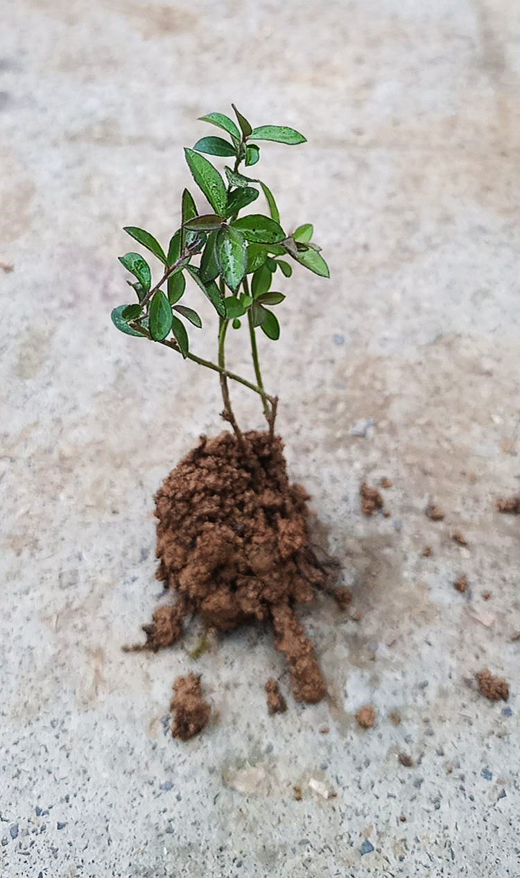 满50 苗 包邮96 瓜子金 远志 费96 小型桌面时令草本花卉绿植盆地