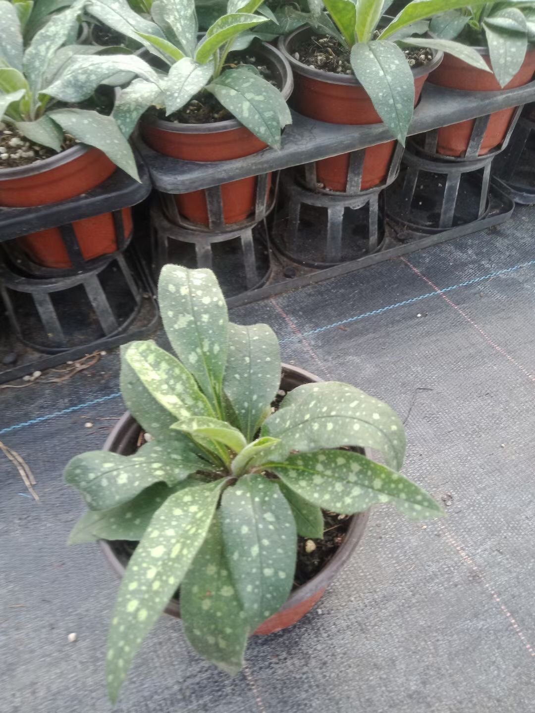 美丽花叶肺草多年生半荫耐寒银白色斑点秋开红蓝时令草本花卉