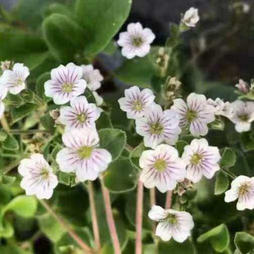 宿根大花满天星一一一浪花仙子白色花粉粉色条纹花卉