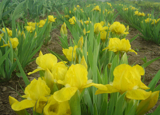 北京花园园艺金娃娃鸢尾盆栽植物花色鲜艳庭院时令草本花卉