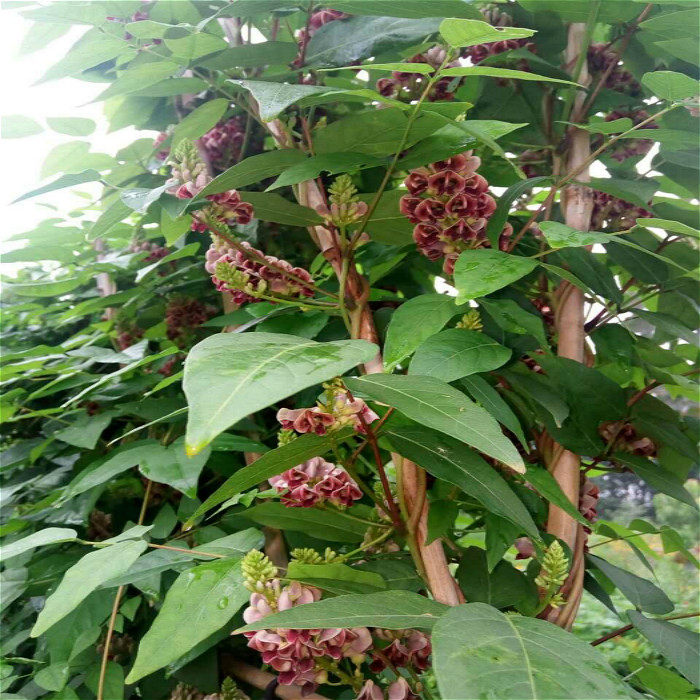 北京花园园艺香地栗种花开串串红色花卉