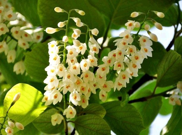 精美园艺  双色花葵树 花期夏至秋红白双色 耐寒耐热庭院绿化