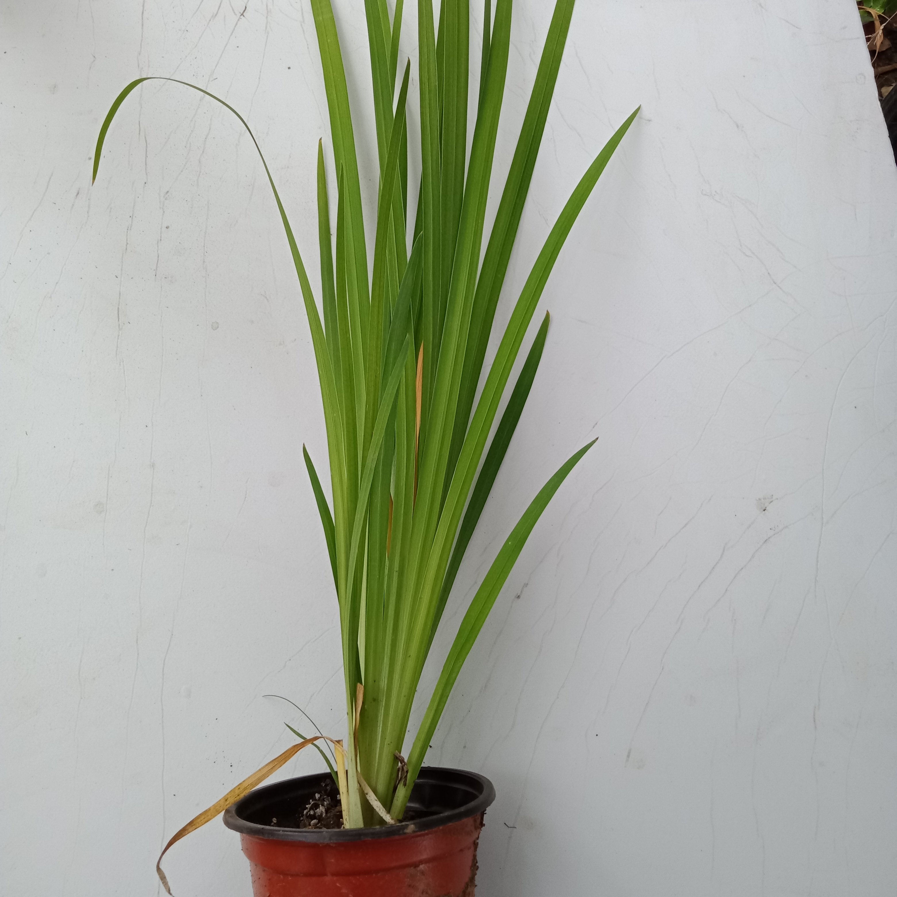 北京花园园艺黄花鸢尾庭院趣味阳台水栽地均可时令草本花卉