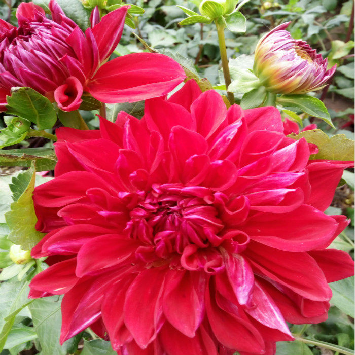 北京新款庭院花园园艺 矮大丽花块茎 花如碗口 紫橙混色基地优