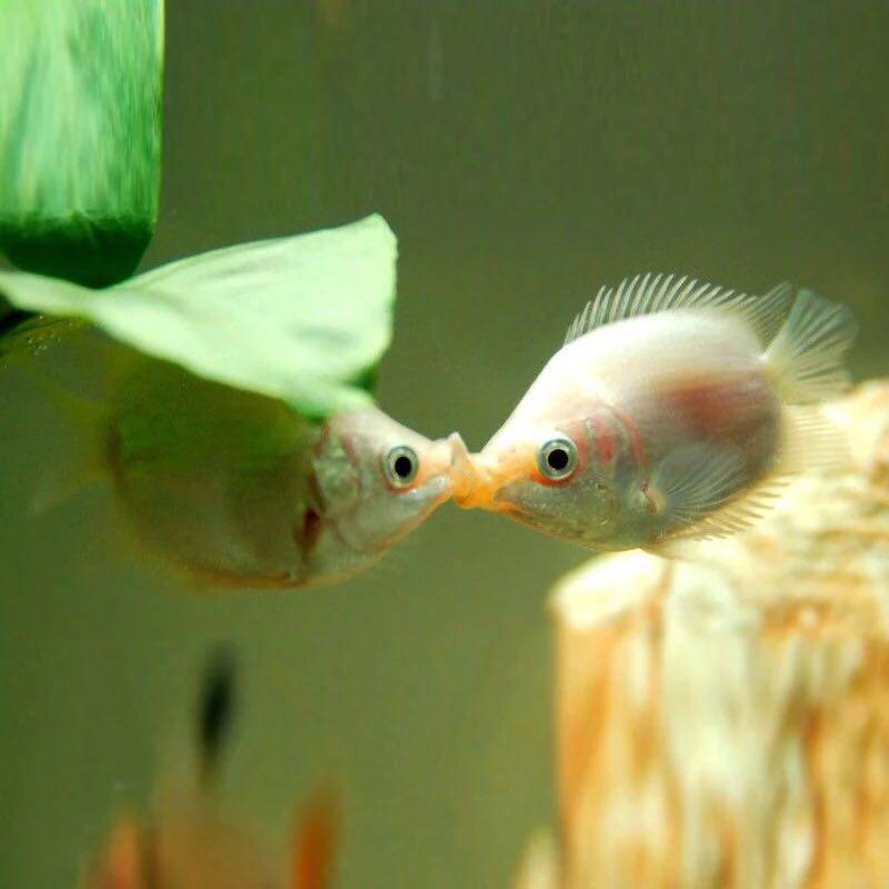 观赏鱼接吻鱼亲亲热带草缸混养养鱼金鱼热带鱼活体鱼