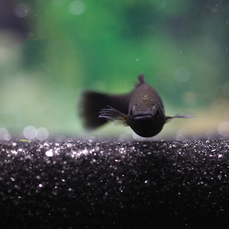 热带鱼观赏鱼黑玛丽金黄白银玛丽淡水鱼小型胎生鱼金鱼鱼活体特价