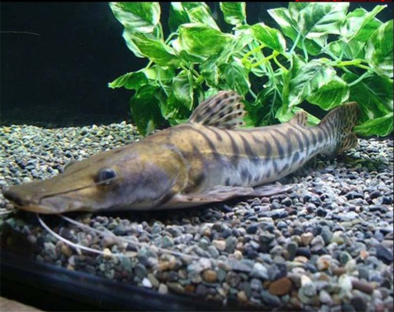 鸭嘴鸭嘴鱼活体月光斑马撒旦坦克大型热带鱼鱼
