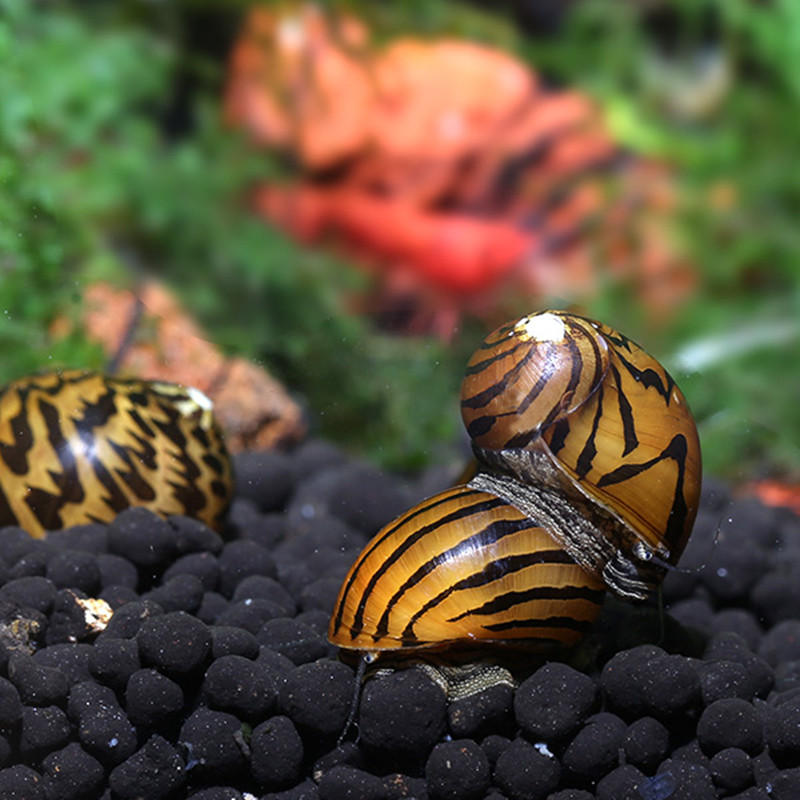 斑马观赏苹果神秘黄金马来活体黑金刚清洁工具螺
